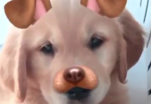 dog-snapchat-filter